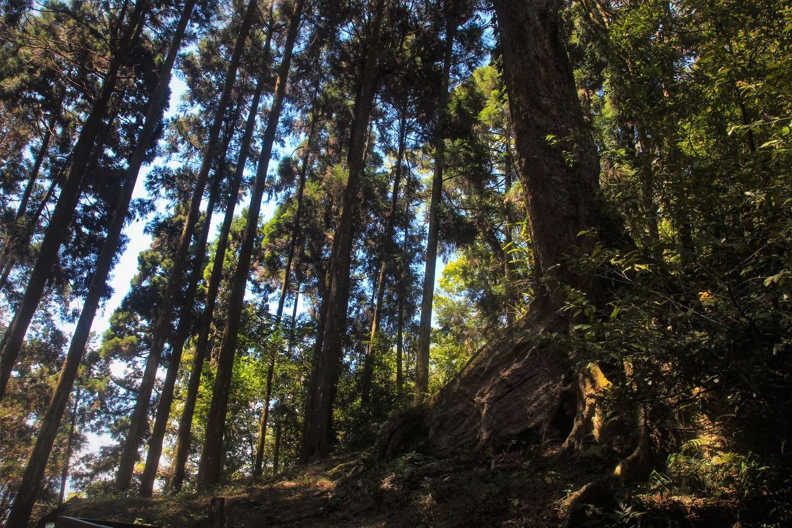 藤枝-樹海步道-杏葉石櫟板根
