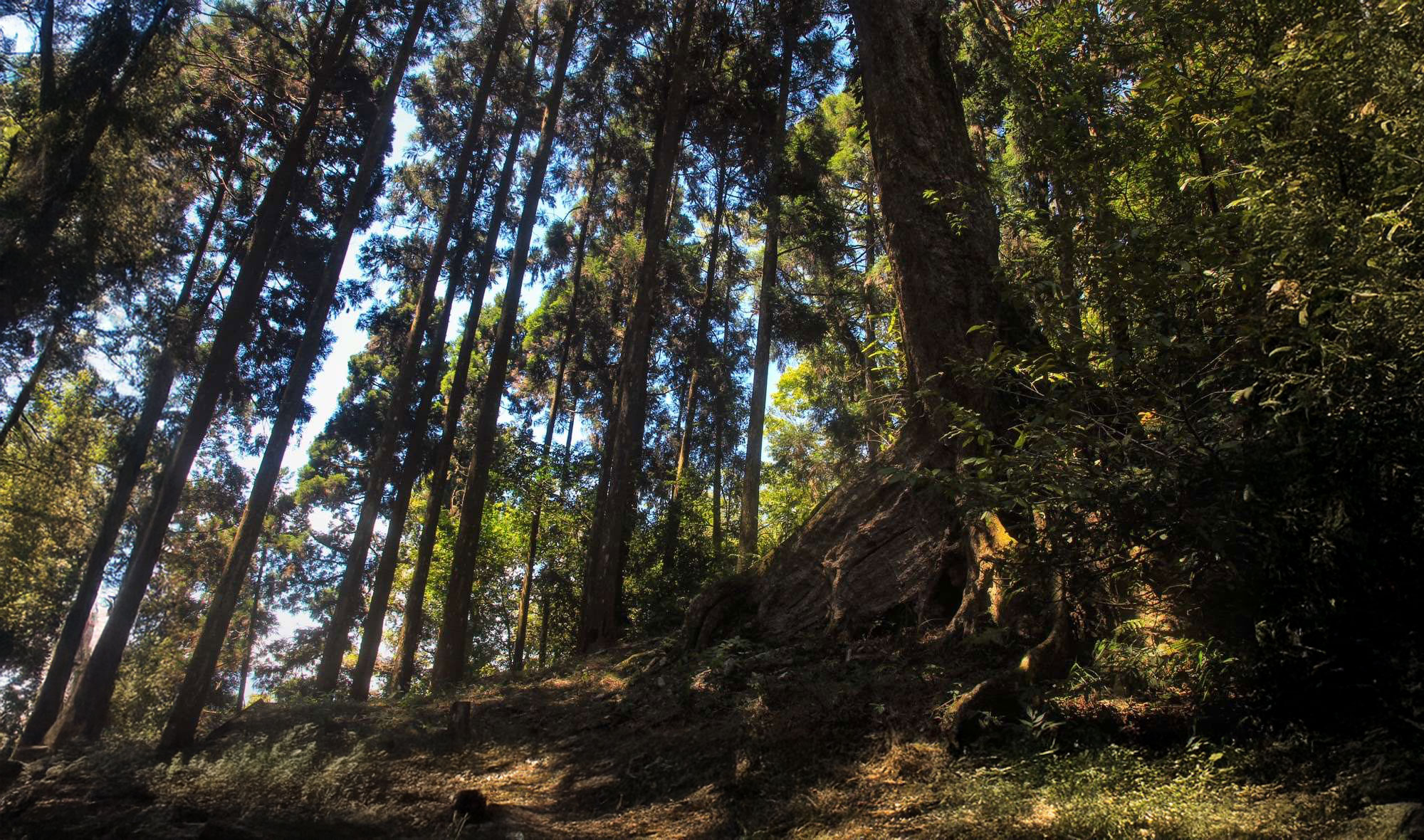 藤枝-樹海步道-杏葉石櫟板根