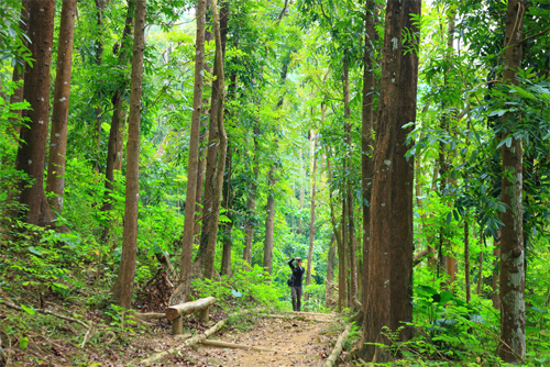 雙溪樹木園林相-桃花心木林