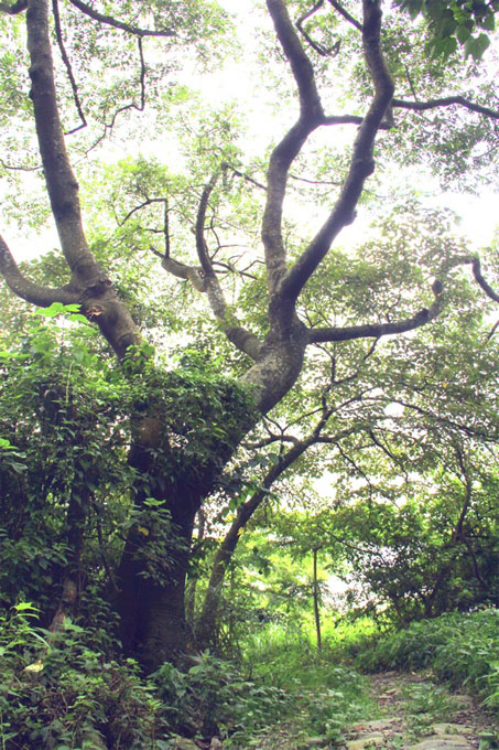 步道美景-高大的山黃麻