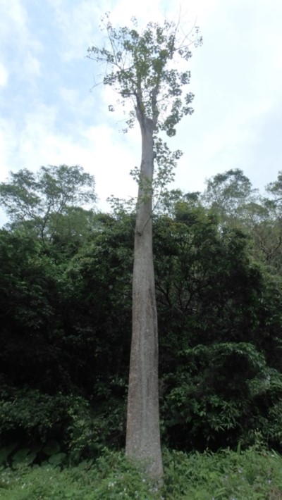 8.高大的木棉樹上滿滿的白鼻心抓痕(陽光草坪)