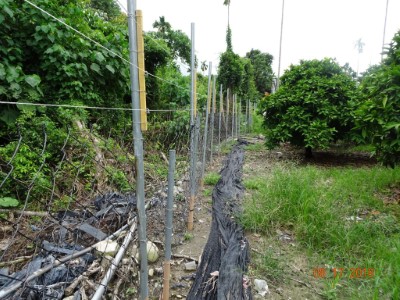 林務局鼓勵農民申請架設電圍網，防止獼猴進果園取食