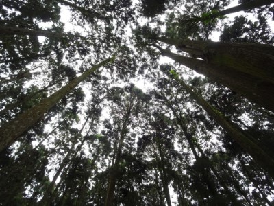 圖三、藤枝是南台灣著名的避暑勝地，擁有美麗樹海。