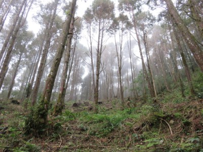 照片2-2疏伐作業後之人工林