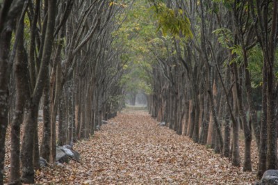 林後四林平地森林景觀