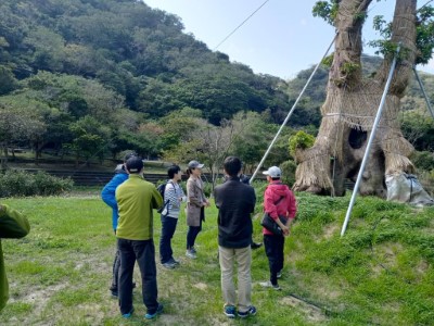 胸徑180公分以上遭盜伐茄苳樹栽植保管情形1