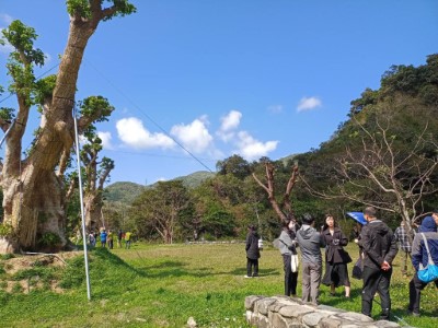 胸徑180公分以上遭盜伐茄苳樹栽植保管情形2