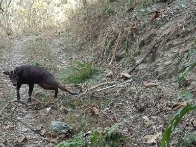 1.台灣野山羊因緊張而掙扎並四處衝撞