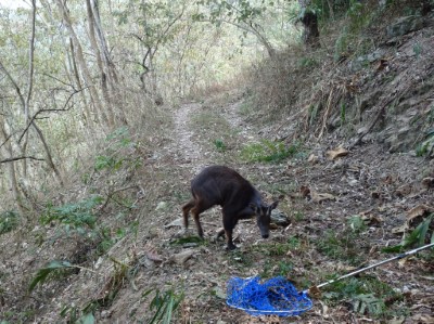 4.台灣野山羊重獲自由，原地柱足片刻後跑離