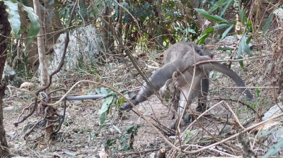 5.巡視時發現一隻台灣獼猴誤中陷阱，緊張得四處撲騰