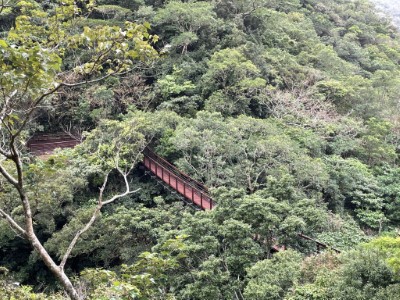 站在被群樹環境的雙流沿山吊橋