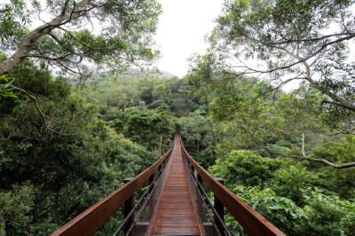 從沿山步道上的吊橋可以觀賞樹冠生態-洪國棟攝