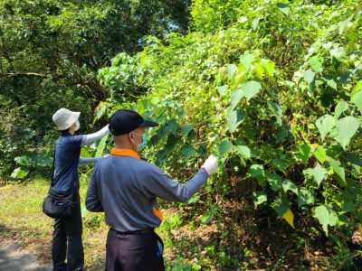 2.一起動手除蔓