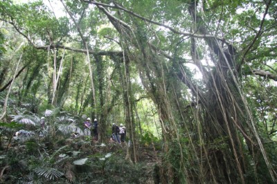 一樹成林的步道景致