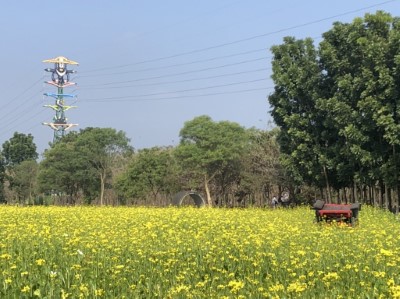 油菜花海景色1