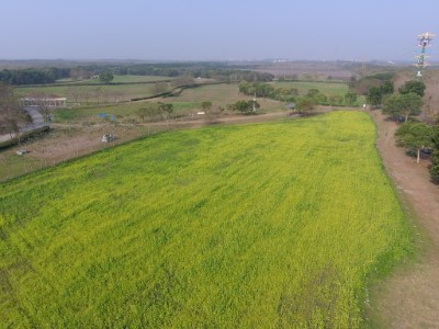 油菜花空拍全景