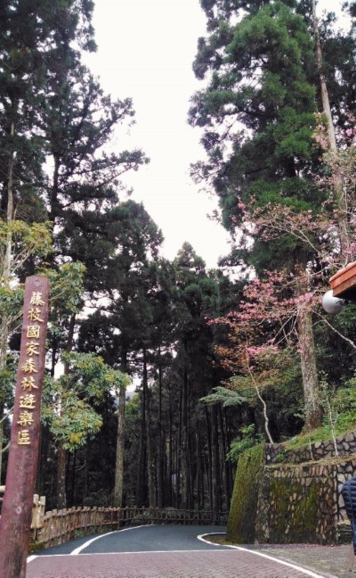 藤枝國家森林遊樂區自然步道