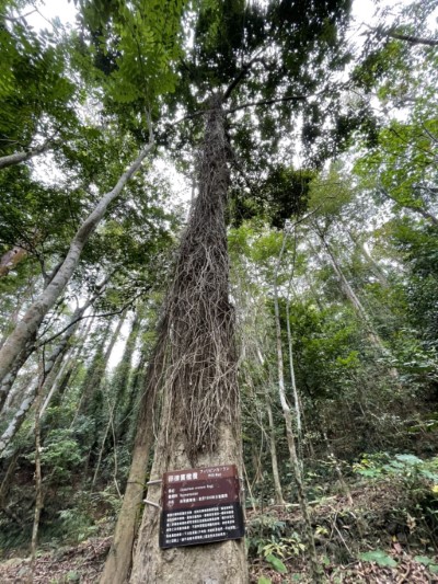 雙溪熱帶樹木園偽出國南洋風