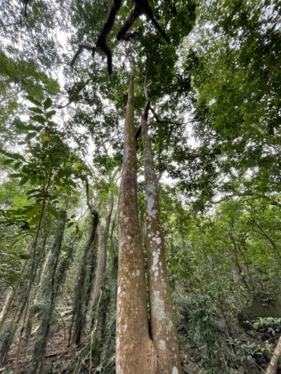 雙溪熱帶樹木園大樹參天2