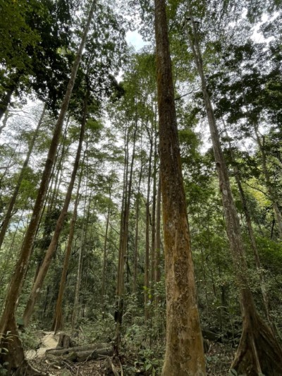 雙溪熱帶樹木園大樹參天3