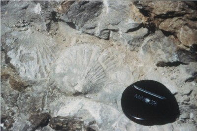 甲仙四德化石