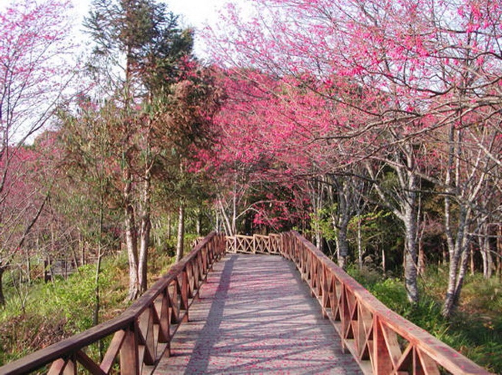 藤枝國家森林遊樂區 櫻花盛開季節