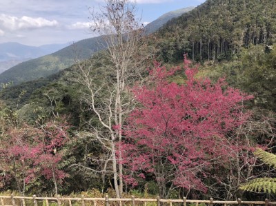 藤枝國家森林遊樂區盛開的山櫻花