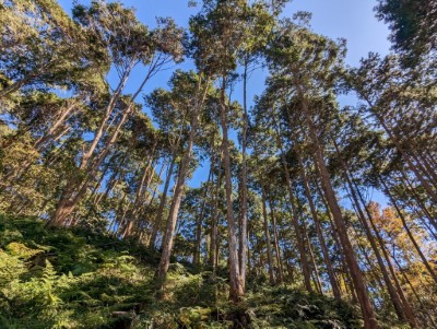 人工林疏伐作業後的林相明亮通透，提供林木健康的生長環境。