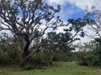 颱風後樹木落葉自然現象