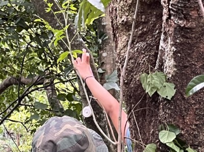 測量木屋下方無患子樹上的抓痕，確認為黑熊