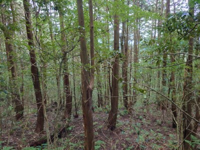 人工林疏伐作業前的林相雜亂，林木間競爭導致生長率下降。
