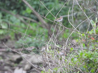 鵂鶹巷-山麻雀幼鳥在樹枝上停棲-準備下去覓食1