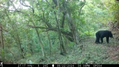 6月22日由萬山部落架設的自動相機拍攝到的黑熊照片1