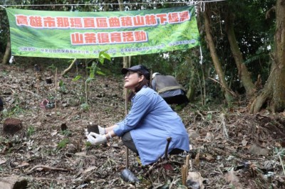 曲積山林下經濟山茶復育活動8