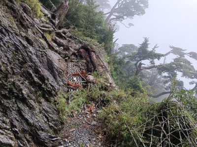 北大武山步道約7.5k安全圍網被倒木壓平