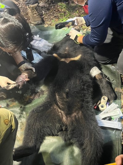 屏東科技大學保育類野生動物收容中心執行檢傷救傷工作