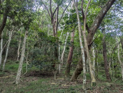 小關山林道7-10K人工林已達成熟期，且部分林木老化傾倒有影響民眾安全及林道通行之虞，故進行林相更新作業，營造健康森林。