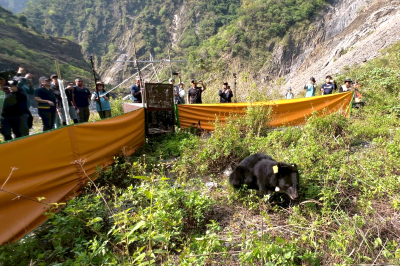 大武小Tawmele奔向山林