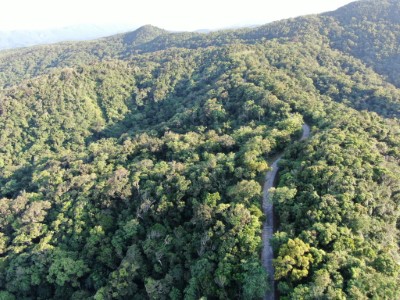 第2457號水源涵養保安林林相2