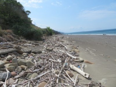颱風災後海灘堆積漂流木狀況