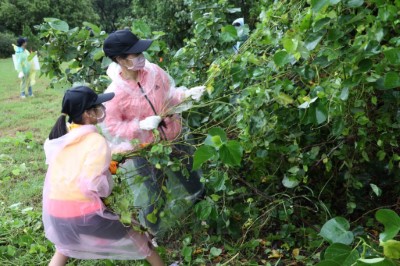 民眾齊力移除小花蔓澤