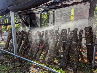 屏東分署林下經濟段木香菇場域及段木出菇