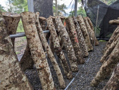 菇棚及段木設置情形