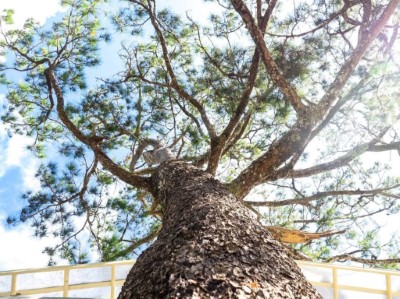 花榭前的百年琉球松