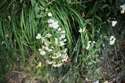 雙流的小白星台灣馬藍