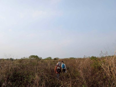 研究人員在屏南地區一處草地內發現草鴞蹤跡