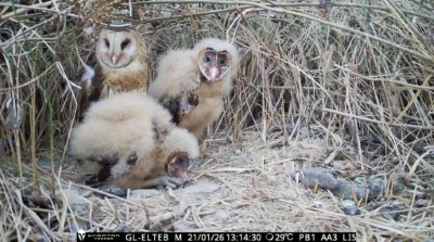 親鳥與幼鳥在巢穴的情形